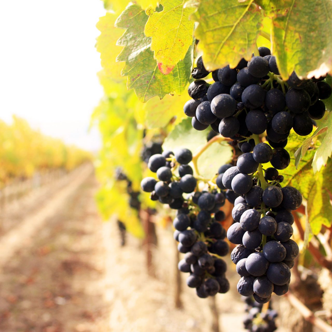 Vineyards of Vrsac