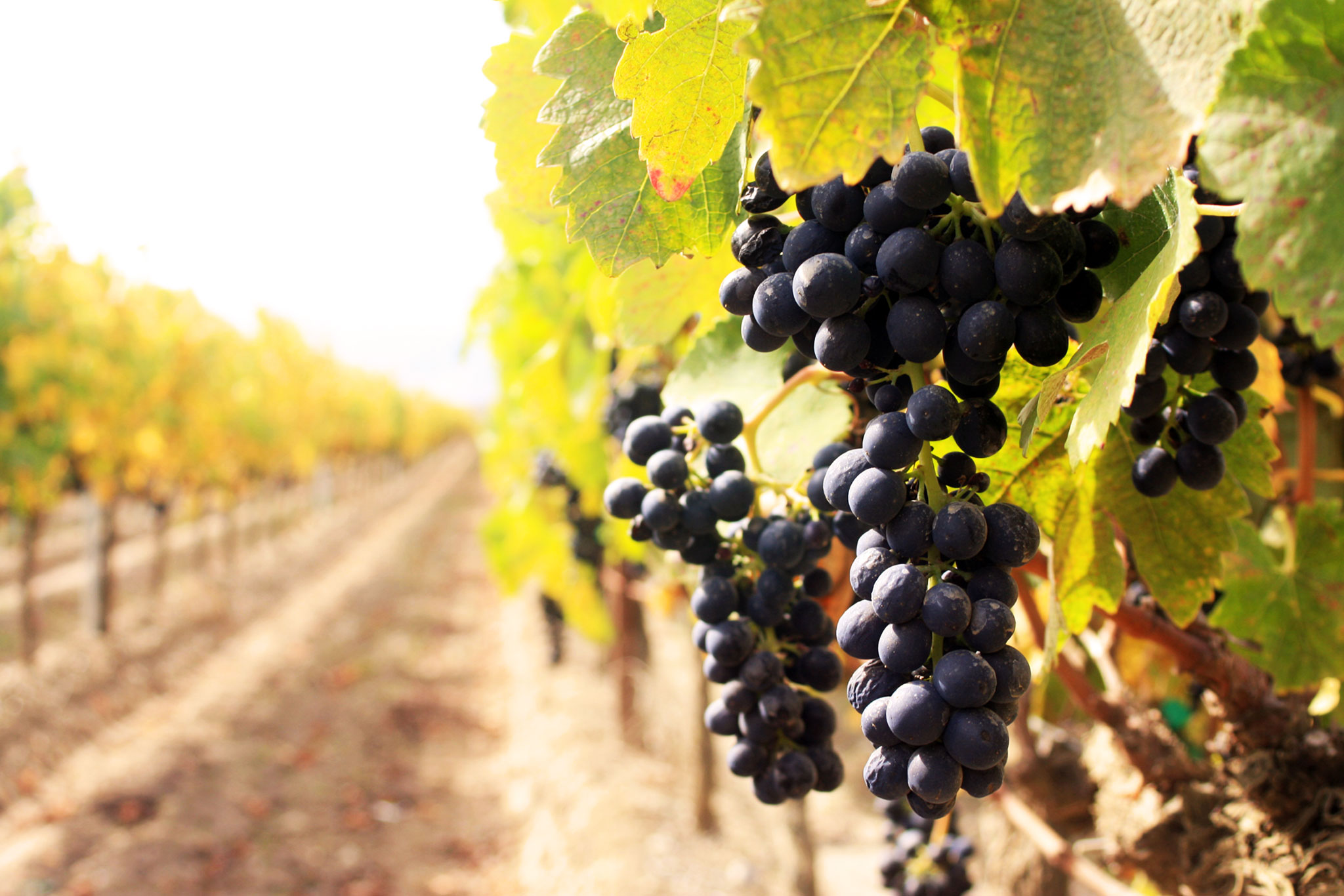 Vineyards Of Vrsac Serbia Balkan